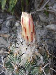 Coryphantha pallida