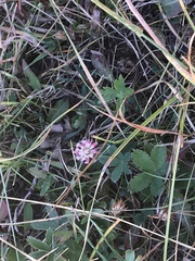 Trifolium hybridum