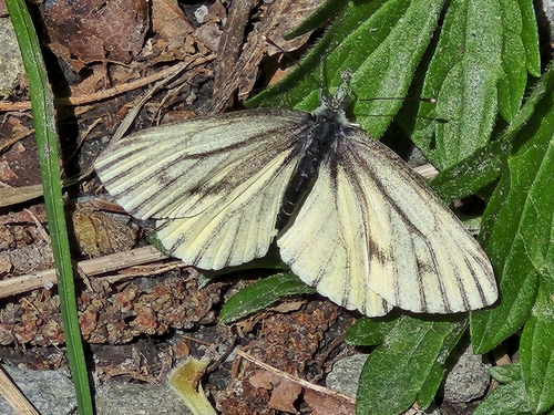 Margined White