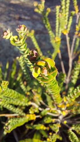 Image of Baeckea imbricata by no rights reserved