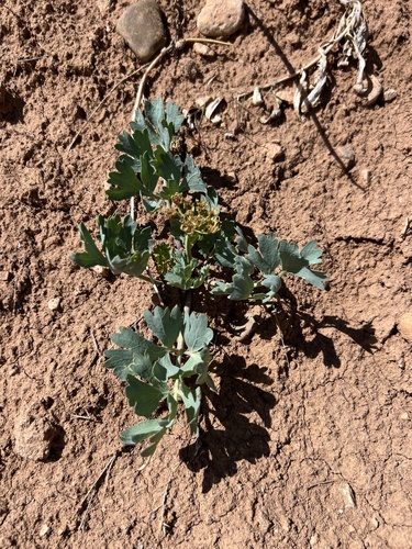 Uinta Basin Springparsley (Cymopterus duchesnensis)