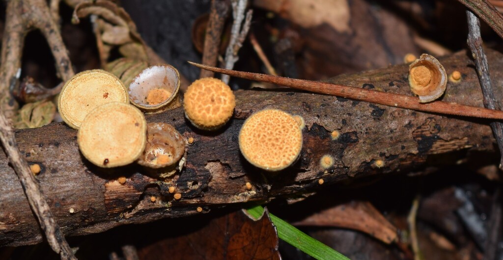 Crucibulum simile · May 2025 · photo: © davidwhyte (iNaturalist, cc-by-sa)