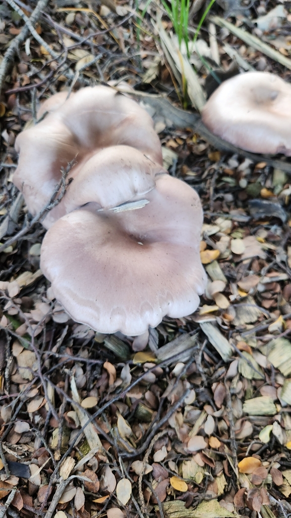 Collybia nuda · May 2025 · photo: © squidney8 (iNaturalist, cc0)