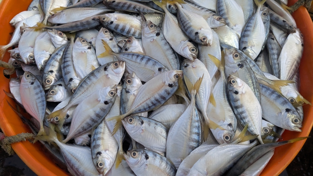 banded scad