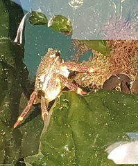 Pachygrapsus crassipes