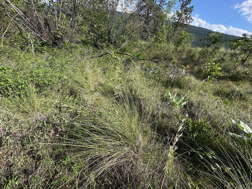 Image of Festuca campestris by no rights reserved