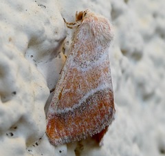 Schinia buta