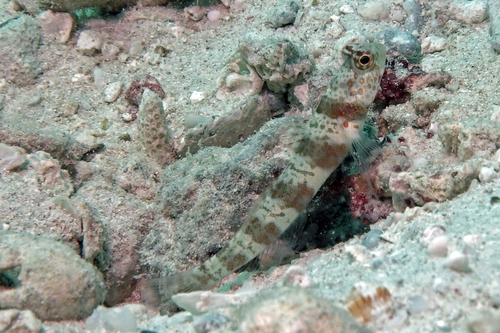 Broadbanded shrimpgoby (Amblyeleotris periophthalma) — Gobiidae — 5