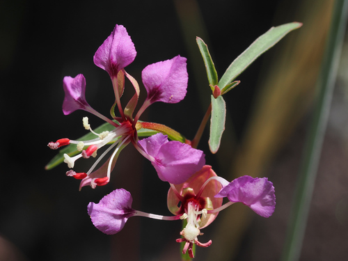Kern River clarkia (Clarkia exilis)