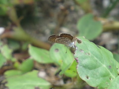 Brephidium pseudofea