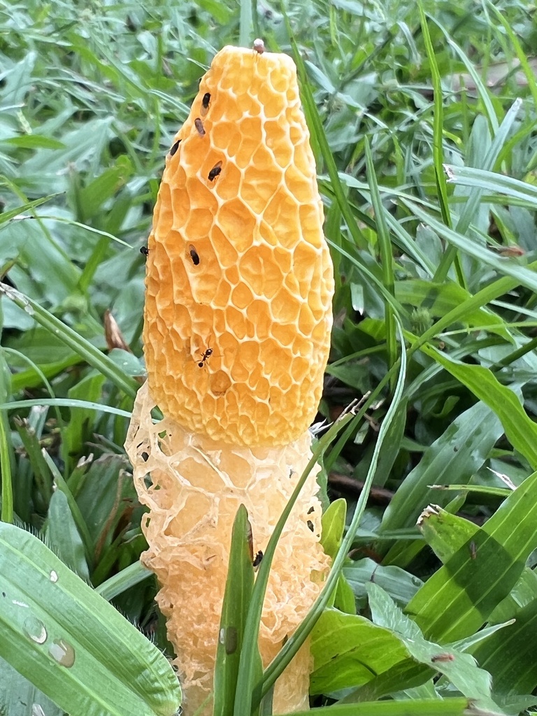 Phallus multicolor · May 2025 · photo: © sssuzie (iNaturalist, cc-by)