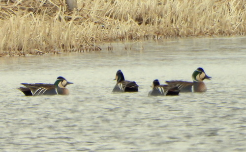 Cerceta del Baikal (Sibirionetta formosa)