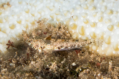 Rosy Dragonet photo 3