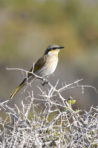 Singing Honeyeater