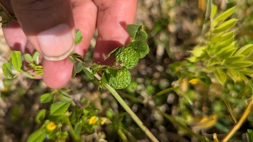 Image of Medicago intertexta by no rights reserved