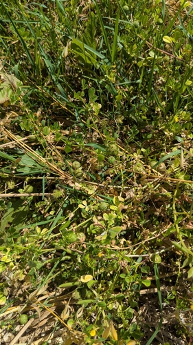 Image of Medicago intertexta by no rights reserved