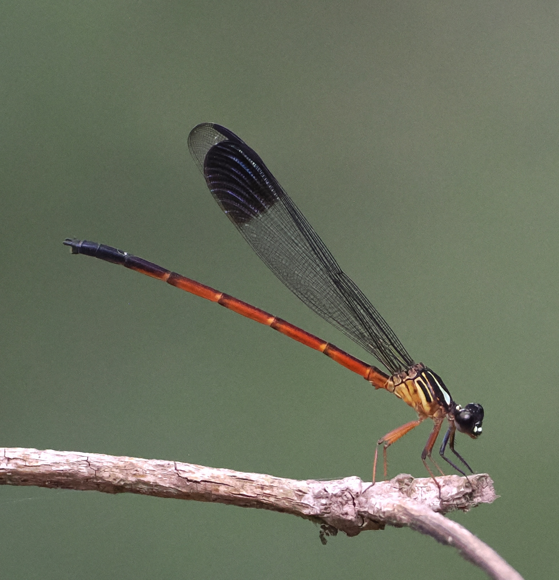 Malabar Satinwing