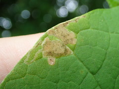 Amauromyza pleuralis