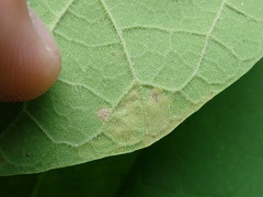 Amauromyza pleuralis