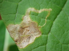 Amauromyza pleuralis