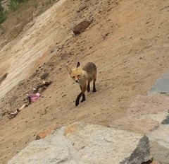 Vulpes vulpes necator