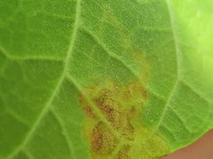 Amauromyza pleuralis