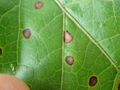 Phyllosticta parthenocissi