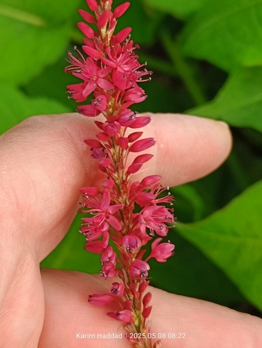Image of Bistorta Amplexicaulis (Bistorta amplexicaulis) by (c) Karim Haddad, some rights reserved (CC BY)