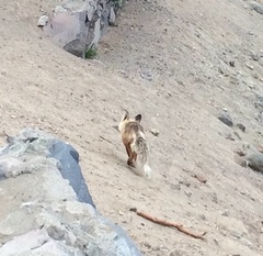 Vulpes vulpes necator