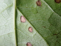 Phyllosticta parthenocissi