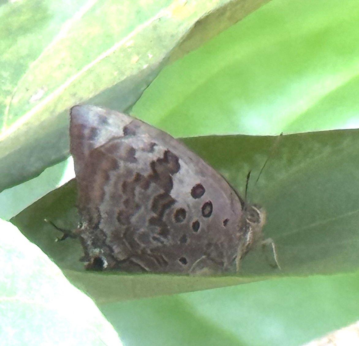 Large Oakblue