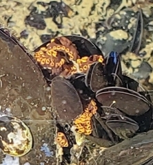 Botrylloides diegensis