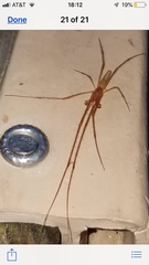 Tetragnatha versicolor