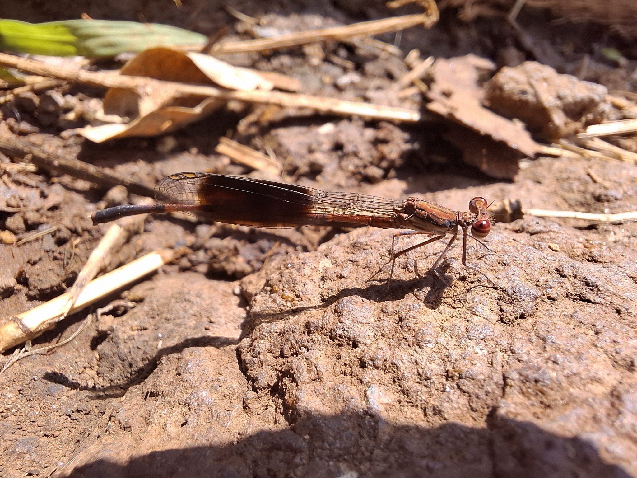 Black-Banded Threadtail