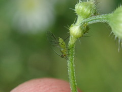 Uroleucon erigeronense