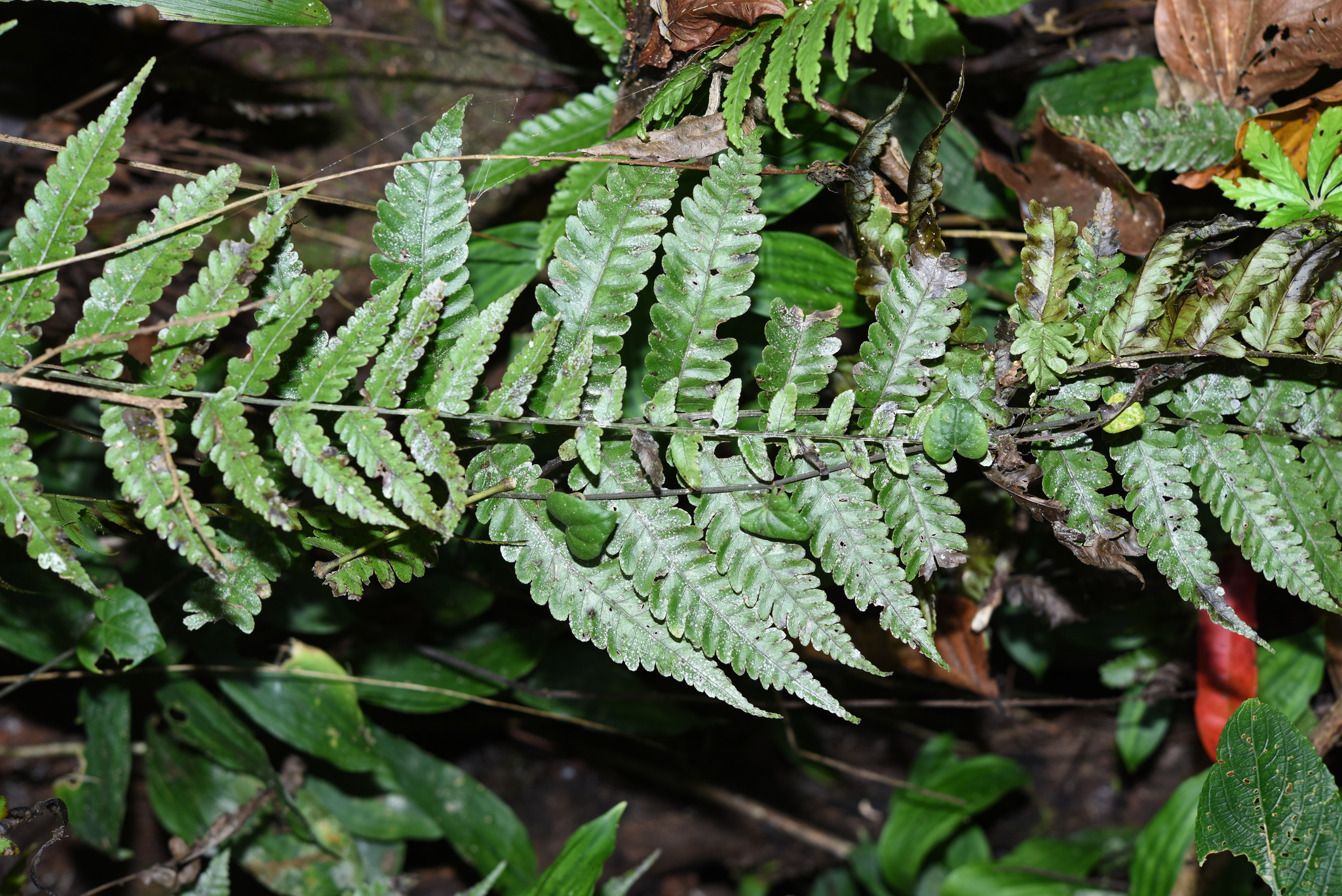 Bolbitis sinensis — ảnh 3