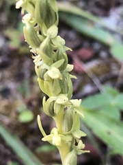 Platanthera aquilonis
