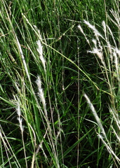 Bothriochloa torreyana