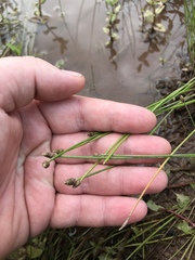 Eleocharis ovata