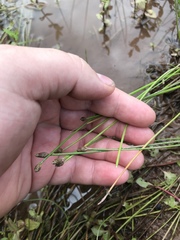 Eleocharis ovata