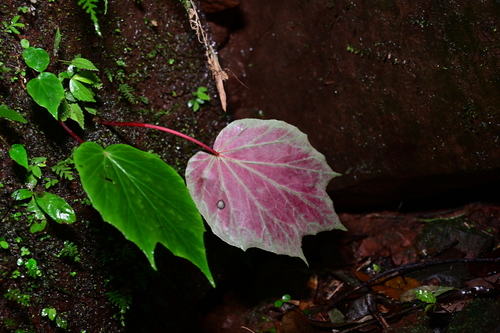 Begonia xishuiensis