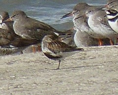 Calidris alpina