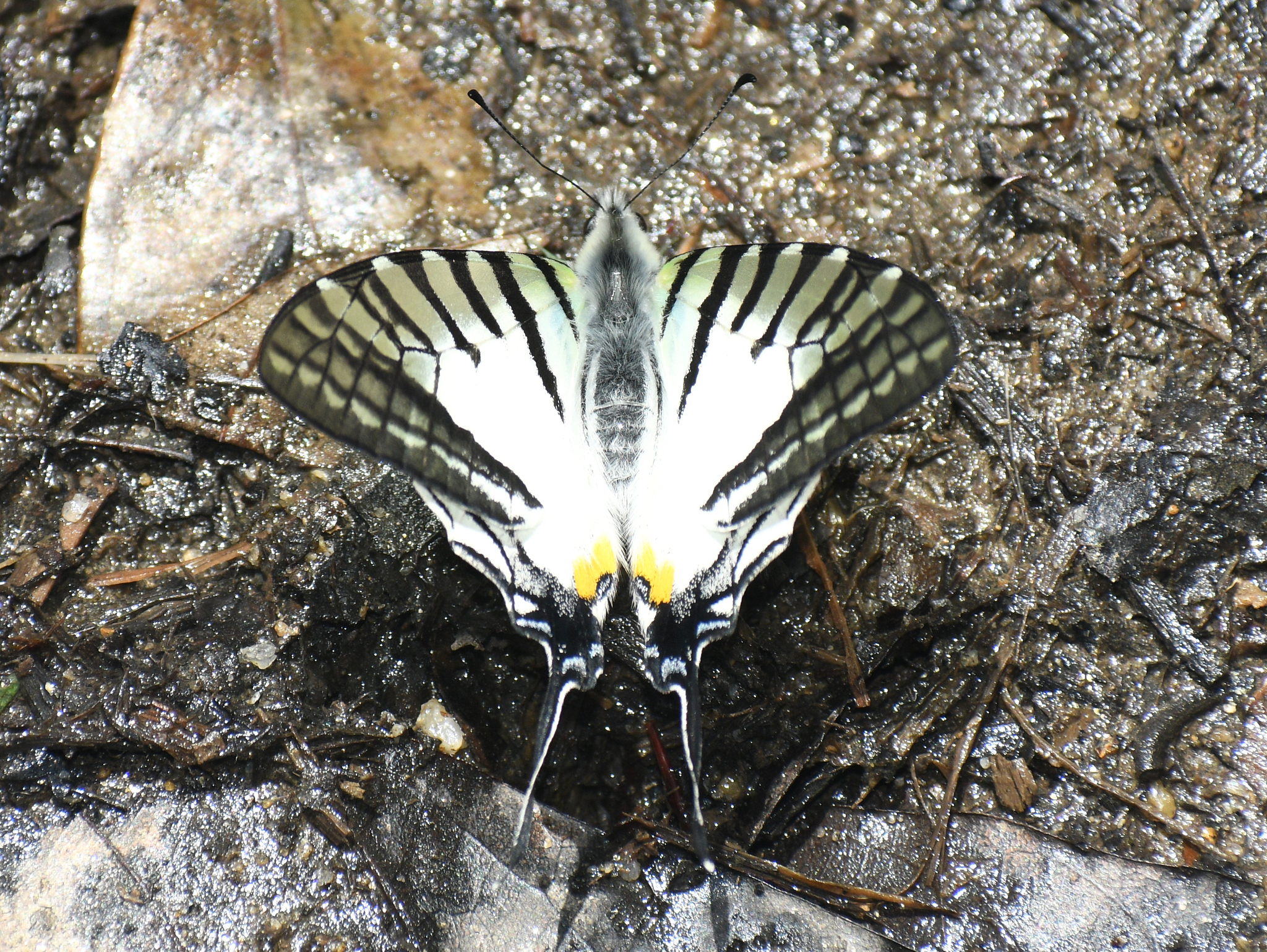 Six-Bar Swordtail