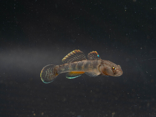 Pope's goby (Rhinogobius cliffordpopei) — Gobiidae