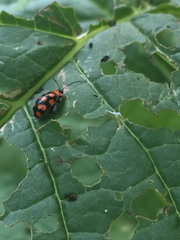 Alagoasa bipunctata perennis