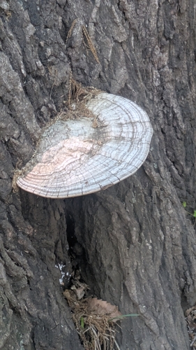 Ganoderma applanatum