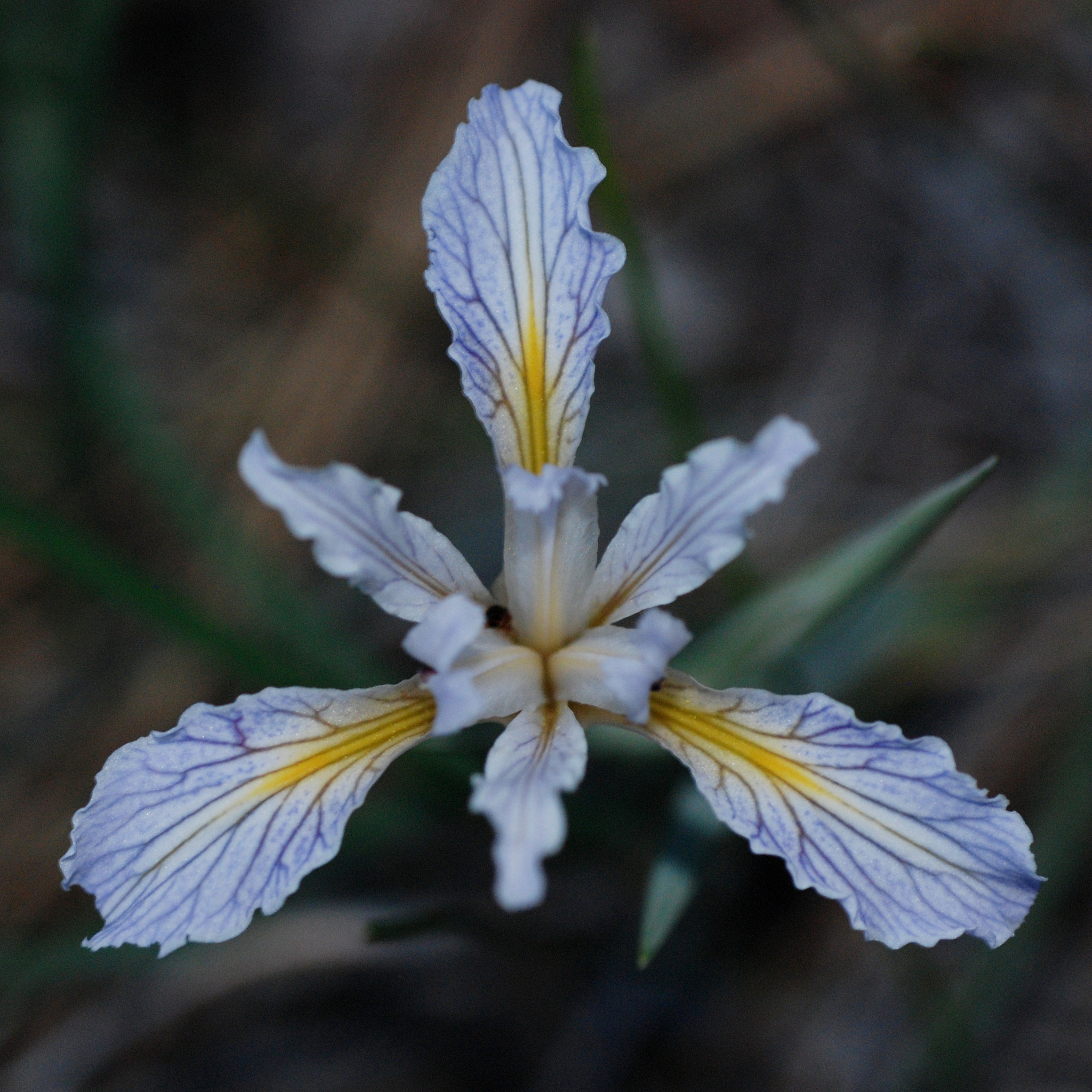 Iris hartwegii