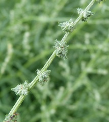 Atriplex littoralis