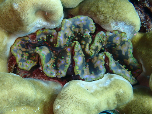 Small Giant Clam — seen at this dive site