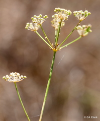 Perideridia kelloggii